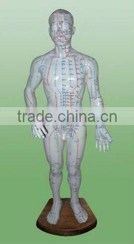 Head model for the acupuncture