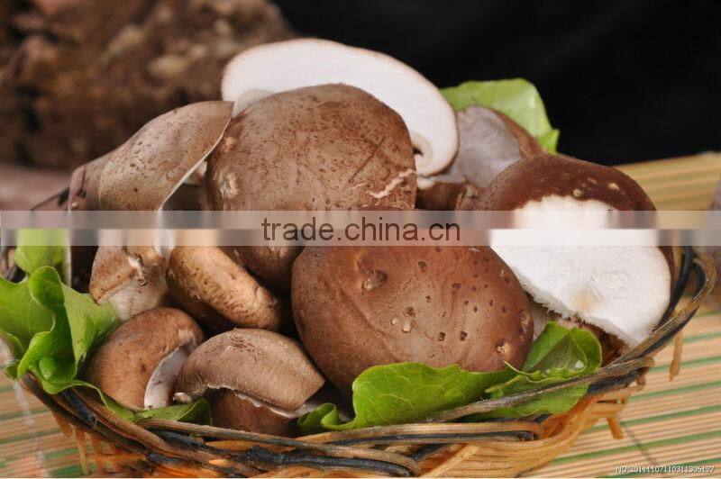 Fresh shiitake mushroom