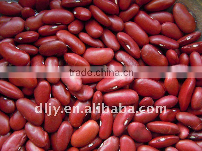 Dark Red Kidney Beans Crop 2016