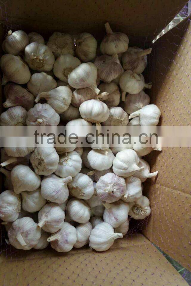 New crops fresh garlic white 4.5cm-6.0cm jingxiang shandong province