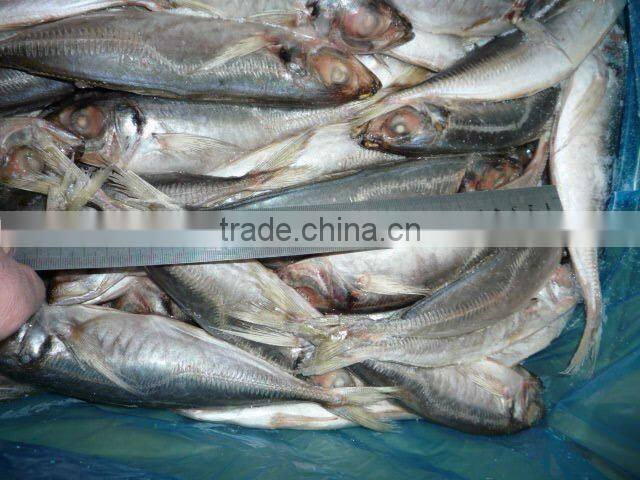high quality frozen horse mackerel fish