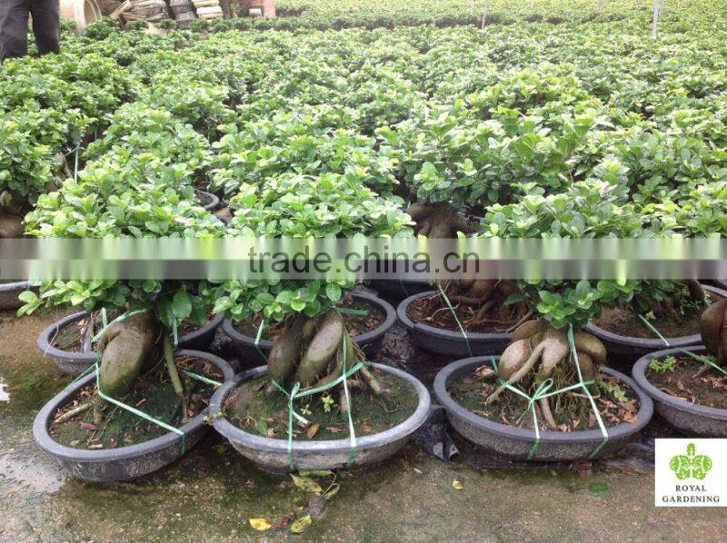 Ficus microcarpa ginseng indoor and outdoor bonsai