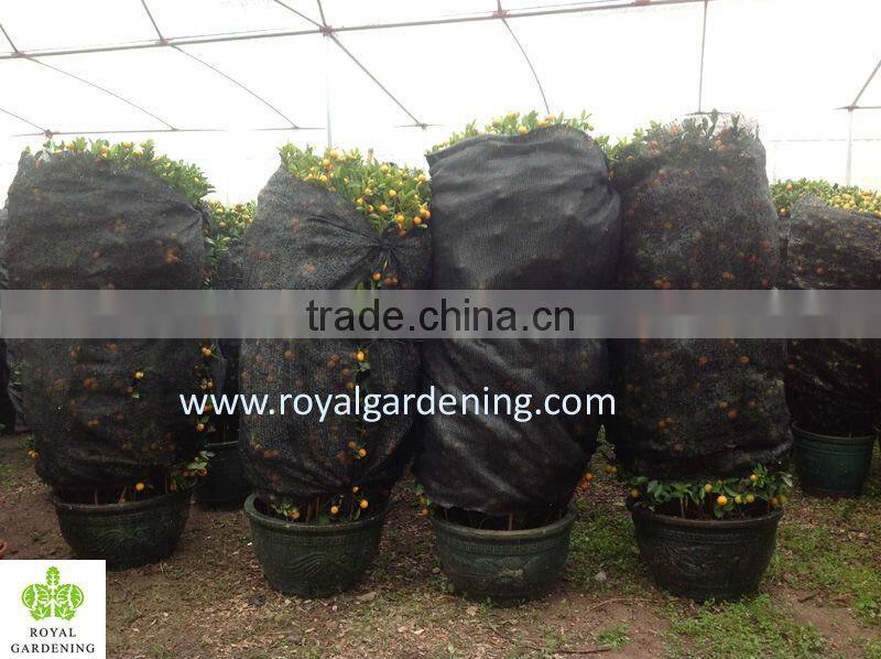Citrus mitis ( Citrofortunella microcarpa) orange tree nursery
