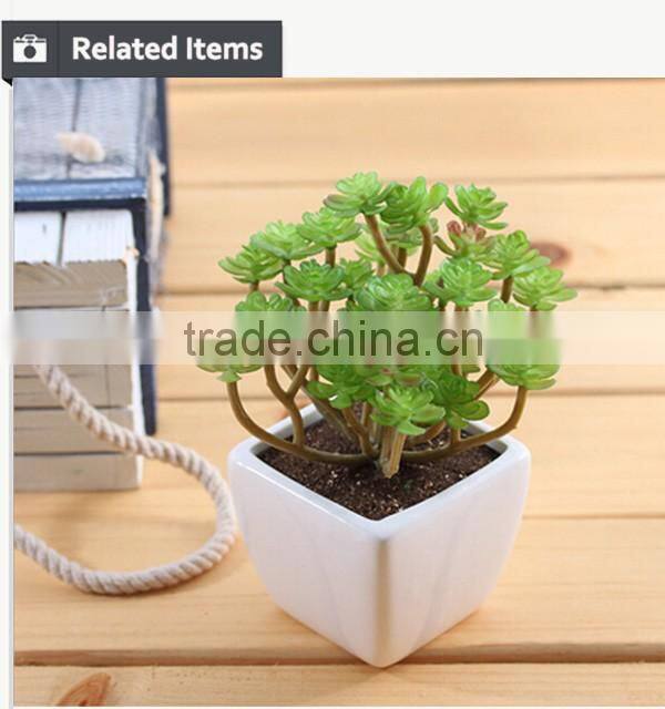 Wholesale alibaba china succulent plants with pots