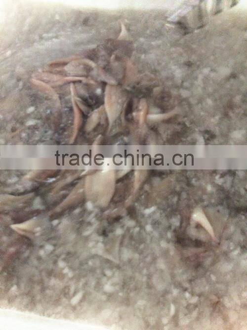Landing frozen Illex Squid body with size 400 - 600g