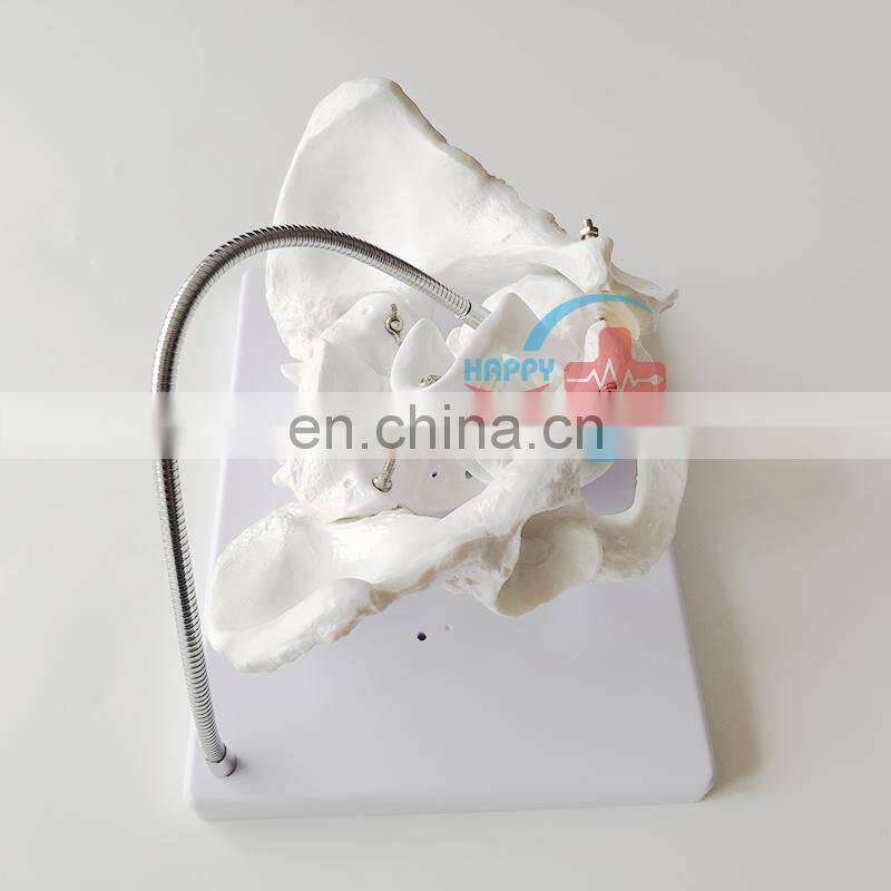 HC-S229 Female midwifery pelvis demonstration skeleton model