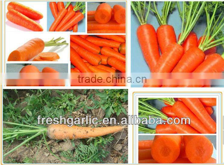 Fresh carrot hot sale
