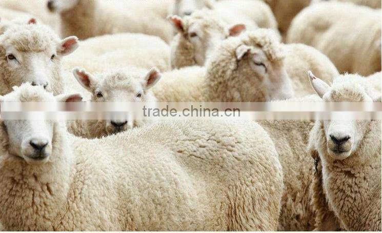 100% WHITE COMBED SCOURED SHEEP CASHMERE 19.5-22.5MIC, 30-40MM, BEST QUALITY