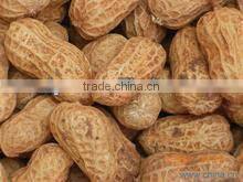 hot sale peanut sheller machine with high efficience