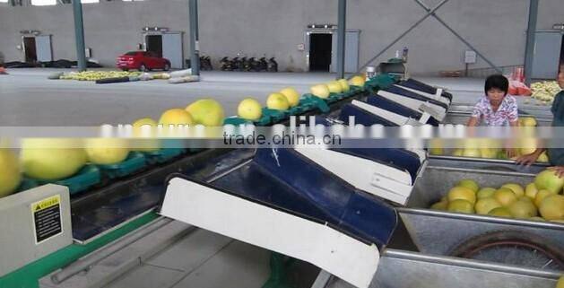 Fruit Vegetbale Apple Orange Grading Machine Sorter Grader Waxing Production Line