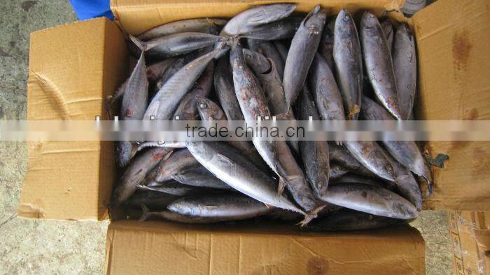 frozen seafood bonito 200-300g(Auxis thazard)New arrival W/R for can