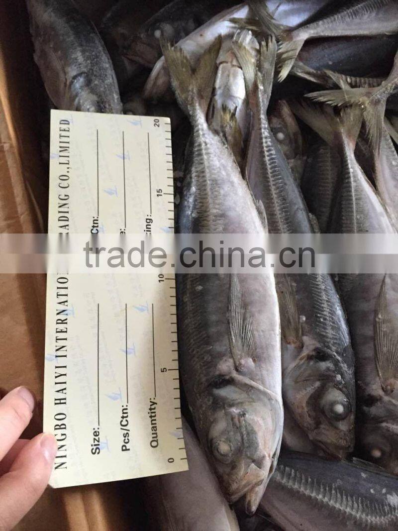 2016 new landing sea frozen horse mackerel 20cm+