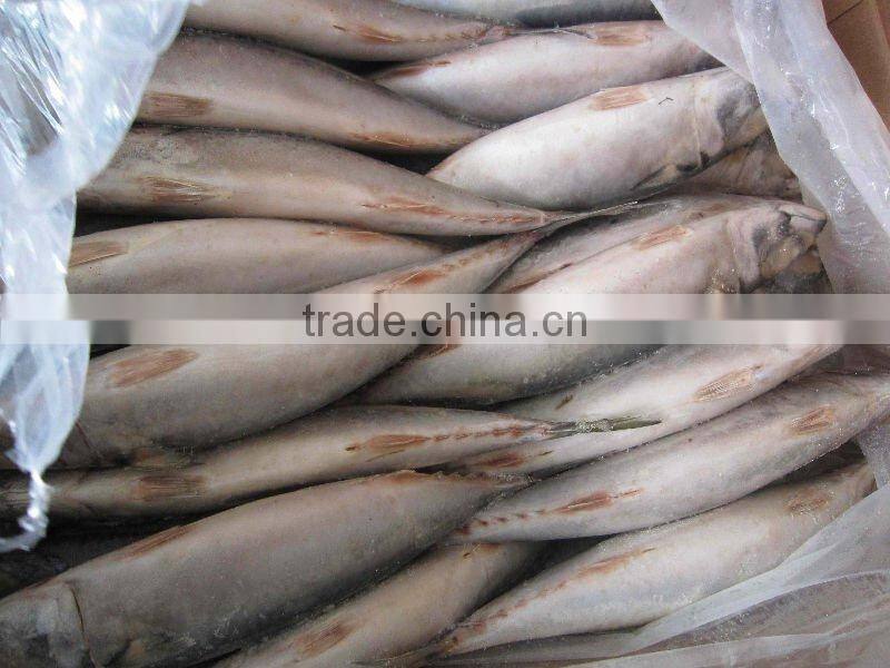 mackerel 500g up