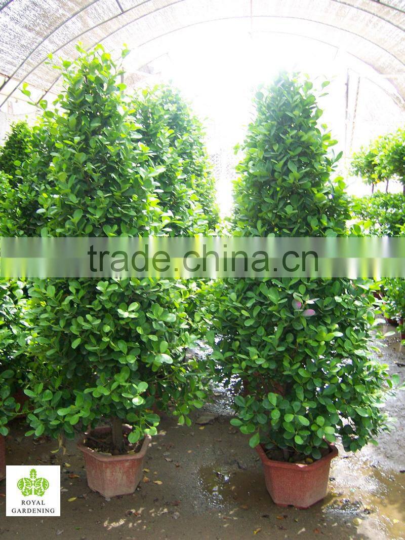 Ficus panda christmas tree ( cone shape) 230cm high