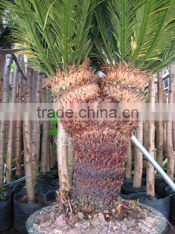 cycas revoluta multi-heads in land