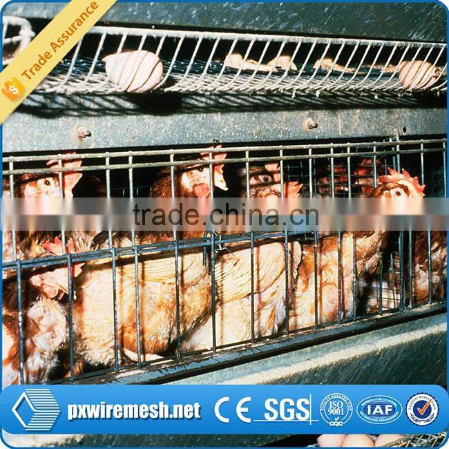 chicken farm equipment
