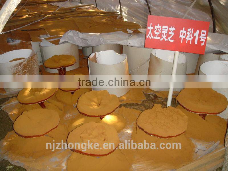 Cancer Treatment Reishi/Ganoderma Mushroom Spore Oil Soft Gel