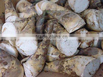canned bamboo shoots tips products