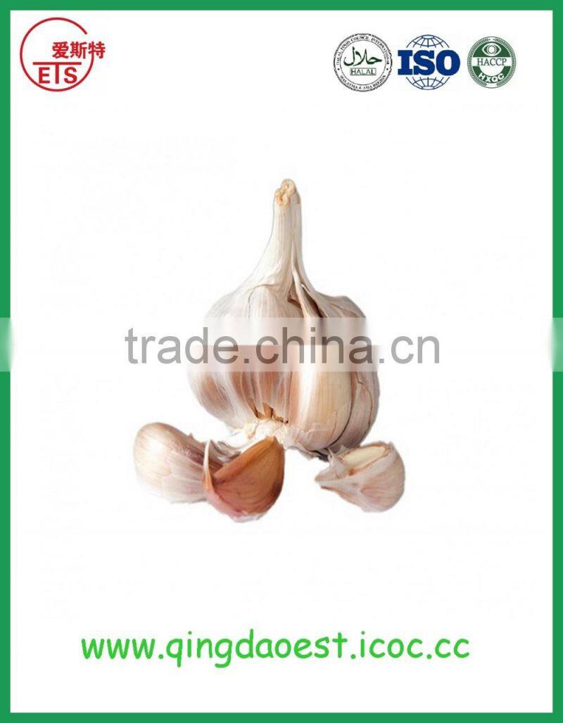Fresh garlic with good price new fresh normal white garlic