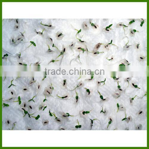 Royal Paulownia Tree Seeds For Fast Growing-High Quality