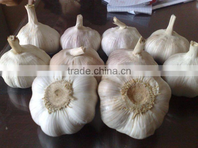 WHITE GARLIC FROM VIETNAM (SKYPE: VISIMEX10)