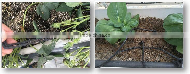 Multi-Span Agricultural Greenhouses Type and PC Sheet Cover Material Commercial Greenhouses