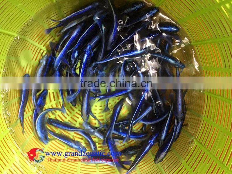 Quality Malawi cichlid fish exporter