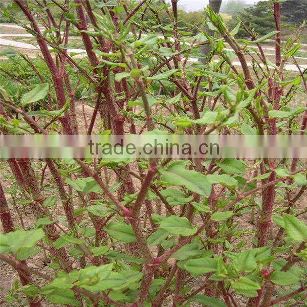 Natural Antioxidants Resveratrol Extract