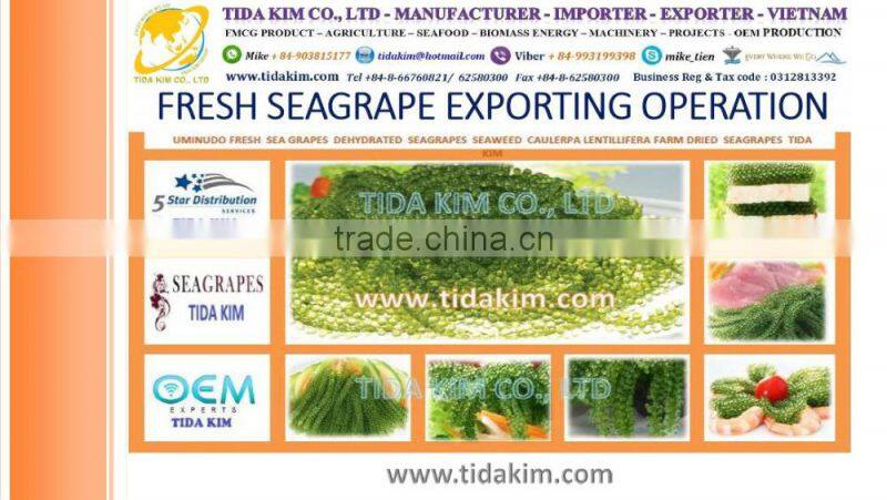 TIDA KIM ITOYORI SURIMI FROZEN BIG EYE SNAPPER ESO SEABREAM MIX GS 500 700 900 LOBSTER SHRIMP CRAB KINTOKIDAI GUCHI KOCHI RIBBON