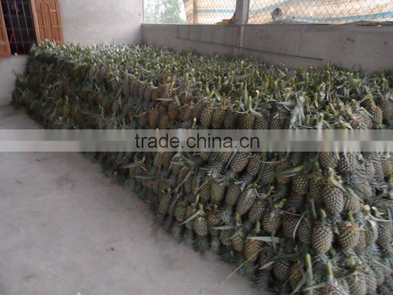 Fresh sweet Pineapple with best price from Vietnam