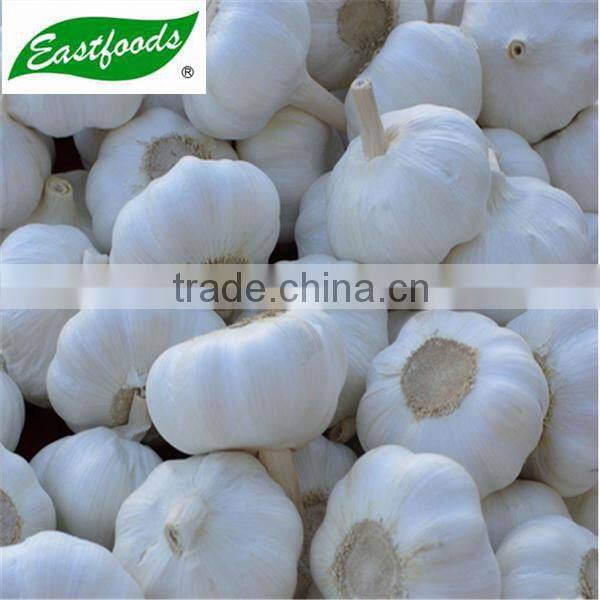 2015 new crop pure white garlic 4.5