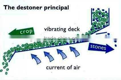 cleaning buckwheat plant