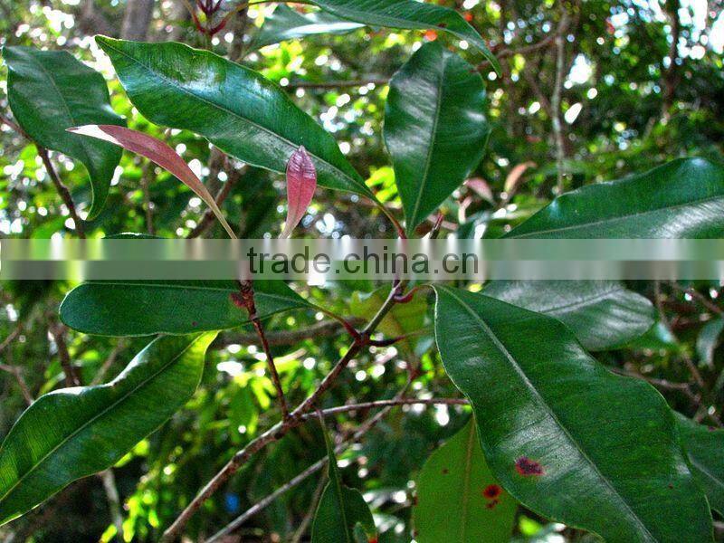 Best Seller Of Clove Oil For Export