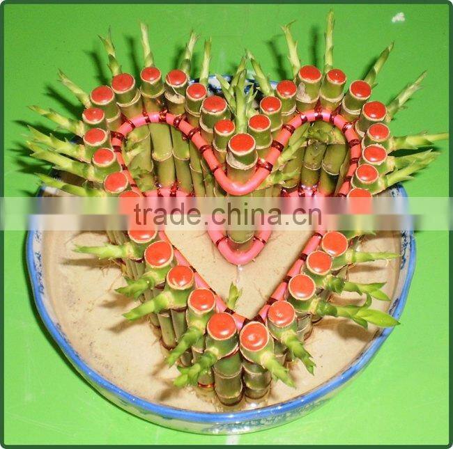 heart shaped love shaped tower lucky bamboo bonsai dracaena sanderiana indoor aquatic feng shui plants nursery garden decoration