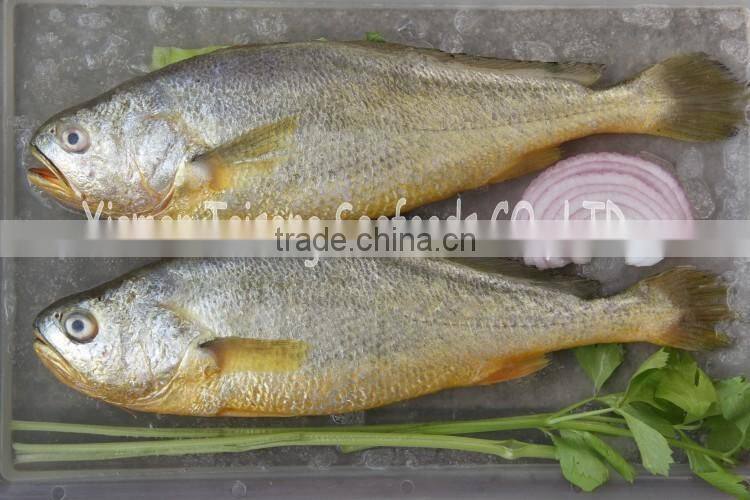 Frozen Yellow Croaker Fish Price