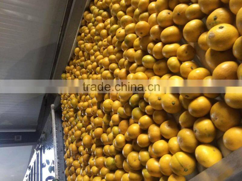 fresh seedless lime orange fresh fruit