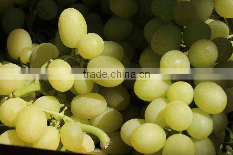 Seeded & seedless grapes