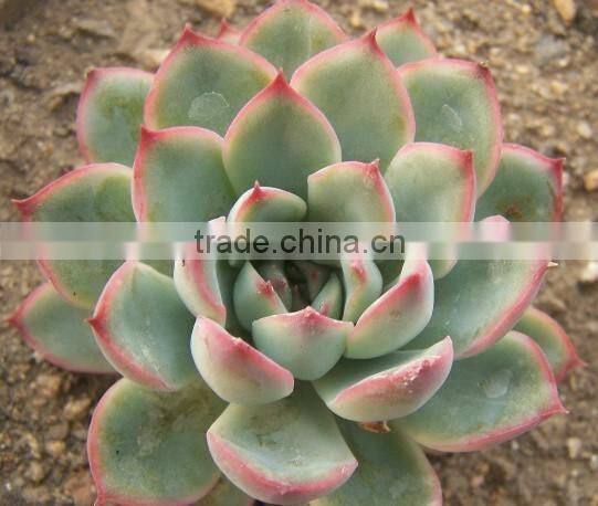 Echeveria pulidonis of succulent plants