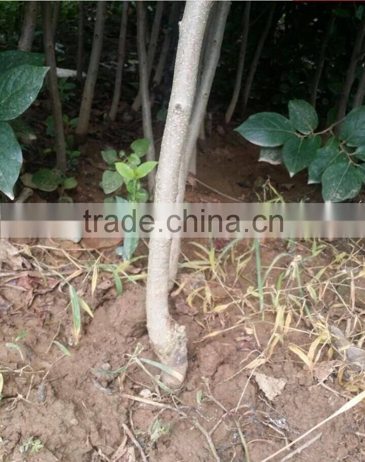 Persimmon tree seedling