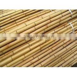 Nature Dried Bamboo Pole diameter 2-10cm Height 6m for sale