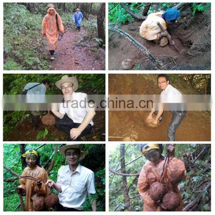 Promoting the growth of breast basal cell pueraria mirifica capsule for breast growth