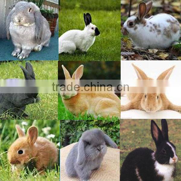 Easter Bunny Furry Animal handmade easter decoration magnet rabbit