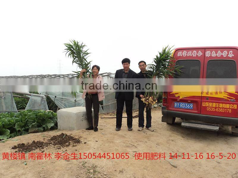 Black Granular Crops Fertilizer 14-11-16