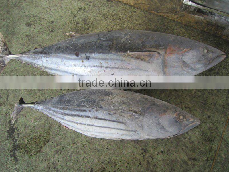frozen skipjack tuna whole round