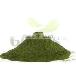 GradeOne Natural WheatGrass Powder Bulk Supplier