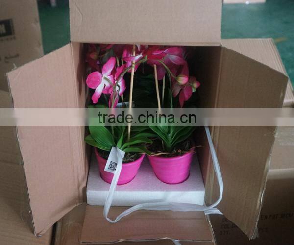 Colourful Bonsai Plants For Sale