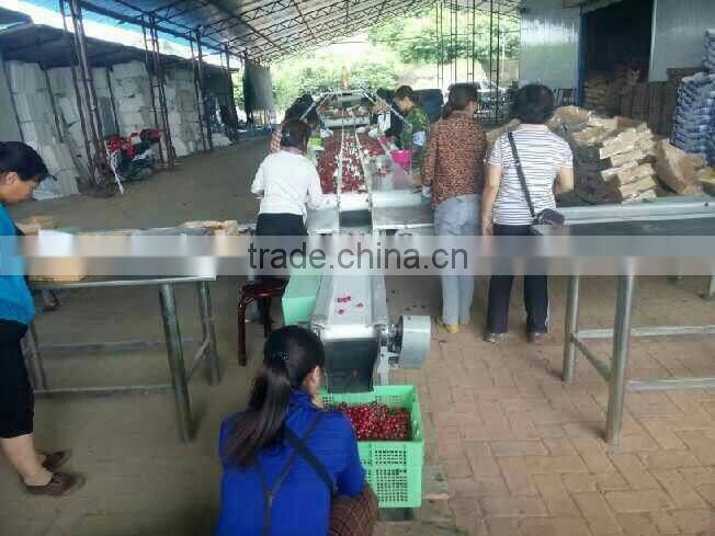 bagged 18 degree sugar content of china fresh cherries