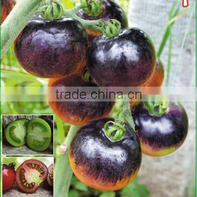 Hybrid Black Purple Cherry Tomato Seeds For Sale-Purple Bright