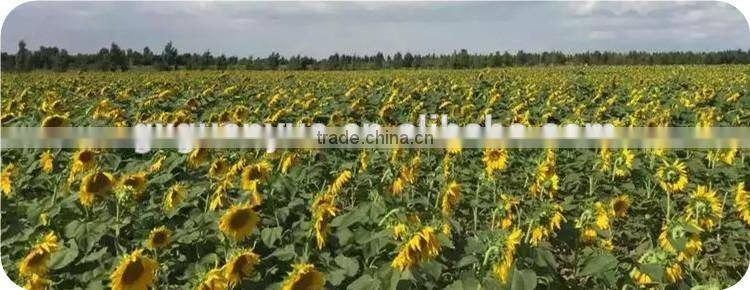 Export sunflower seed 3939