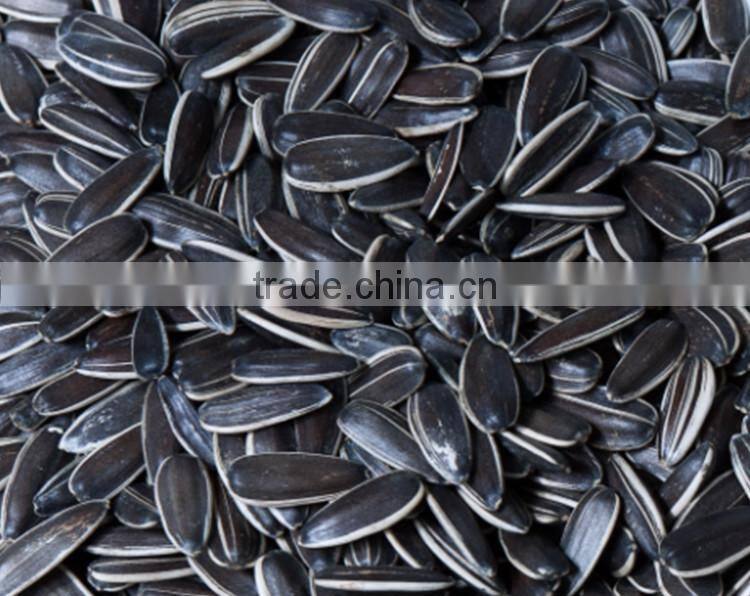 Dried black bird striped sunflower seeds